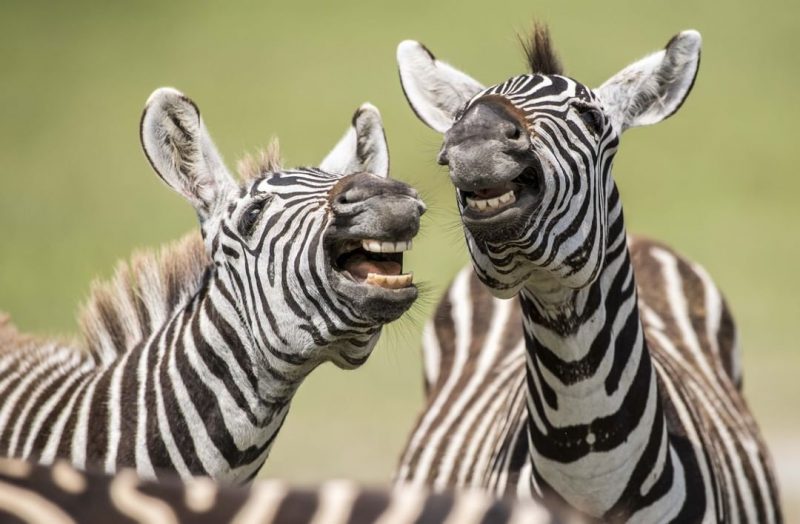 смешные зебры на природе